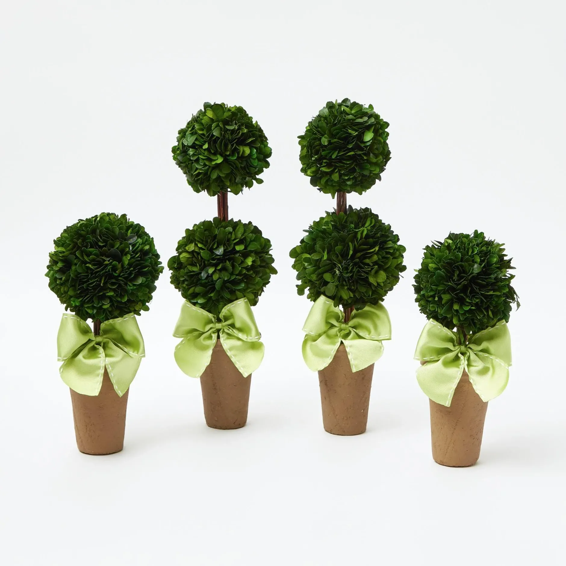 Best Mrs. Alice Potted Boxwood With Green Bow Decoration Set